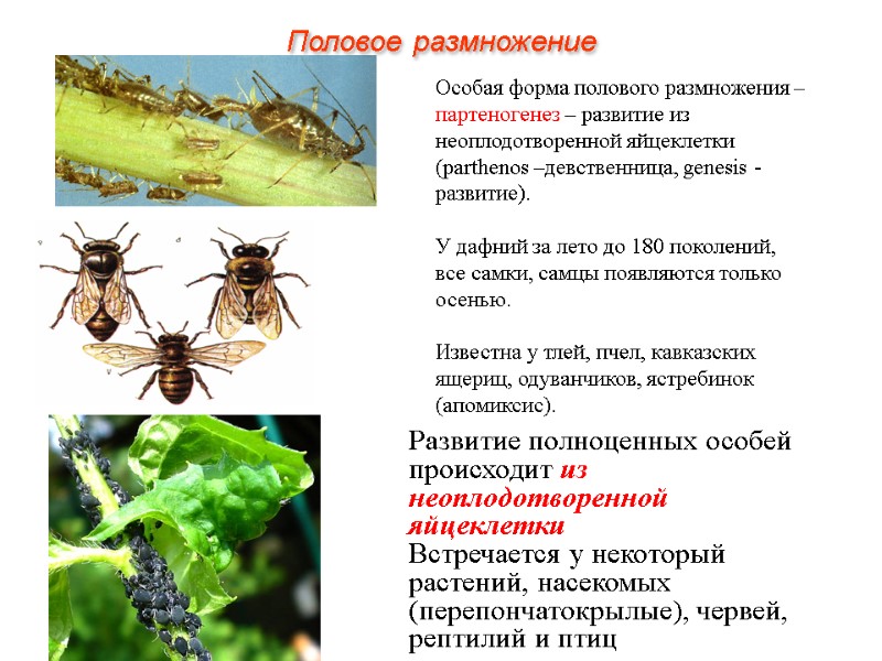 Особая форма полового размножения – партеногенез – развитие из неоплодотворенной яйцеклетки (parthenos –девственница, genesis Особая форма полового размножения – партеногенез – развитие из неоплодотворенной яйцеклетки (parthenos –девственница, genesis